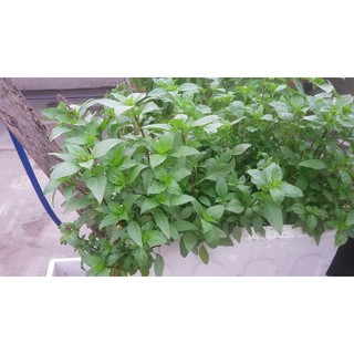 Hạt giống rau quế xanh