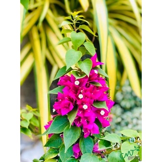 10 cây bông giấy Mỹ (cây giống) Vườn SLL