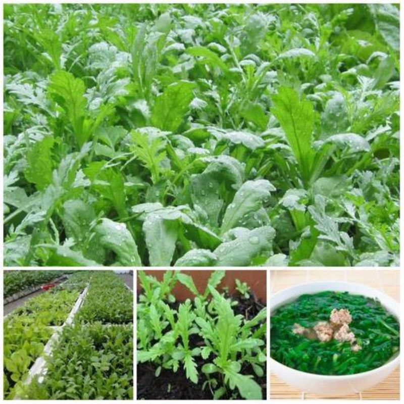 Hạt giống rau cải cúc nếp gói 20gr