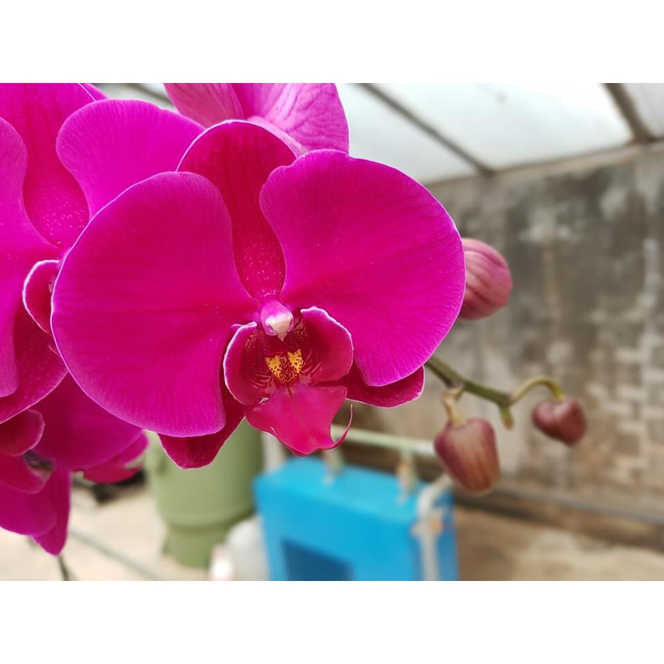 Phân 3 màu phân NPK đầu trâu 20-20-15 gói 1kg ra hoa đậu trái