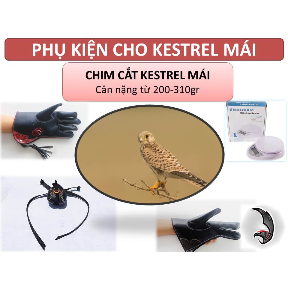 PHỤ KIỆN CHO CHIM CẮT KESTREL TRỐNG VÀ MÁI