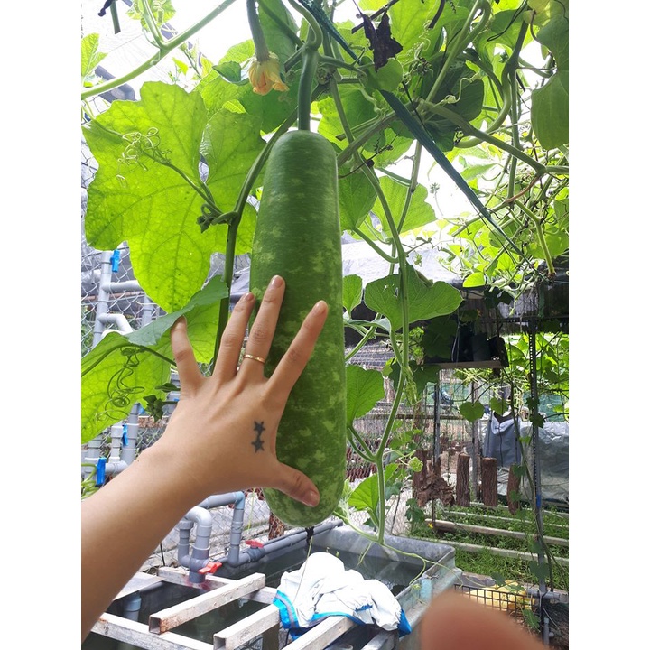 Hạt Giống Bầu Sao Trái Dài Cao Sản, Cho Qủa To Dài Gía Trồng Thử - Khu Vườn Ban Công