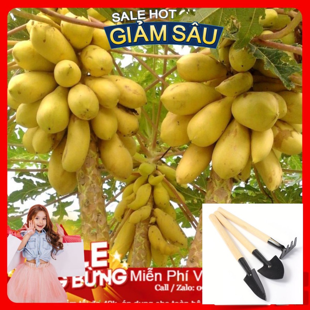 Hạt Giống Đu Đủ Da Vàng ( gói 5 Hạt) - Tặng Kèm Bộ Dụng Cụ Trồng Cây Mini