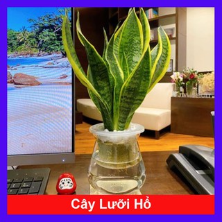 Cây Lưỡi Hổ Thái - caykiengsadec - tặng phân bón cho cây
