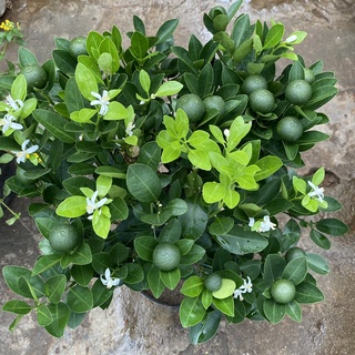 Cây Tắc (cây quất) Size 3-4 sẵn hoa trái (cao 70cm-1M)