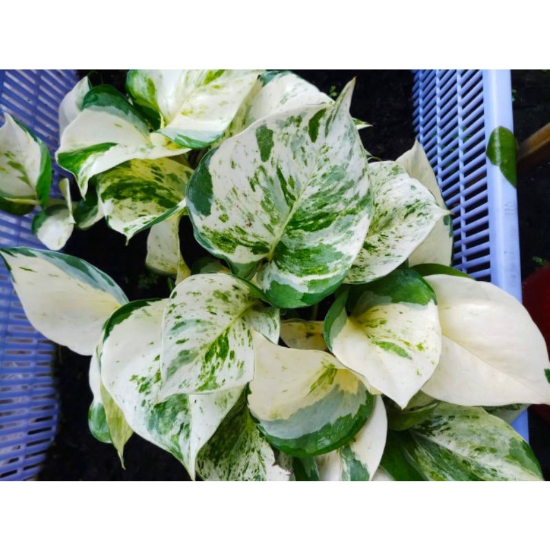 Trầu Bà Manjula Pothos