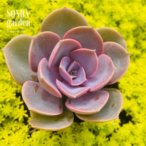Sen đá hồng dâu SONDA GARDEN size bé 5-8cm, cây cảnh trang trí nhà cửa, lỗi 1 đổi 1