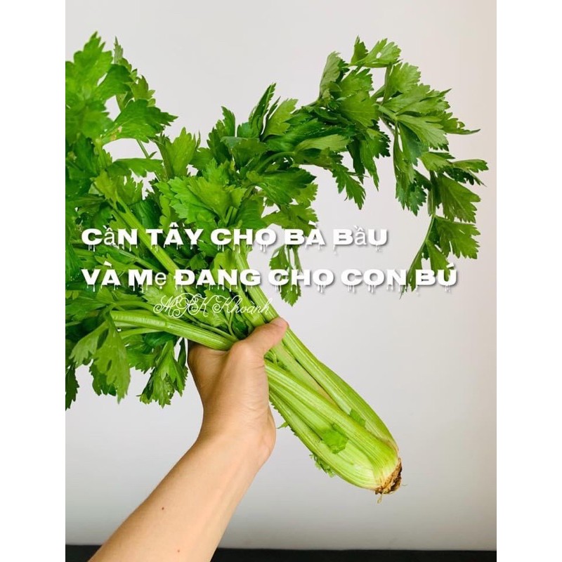 Cây cần tây sống nguyên chất ❤️ LOẠI VIP❤️ 1kg