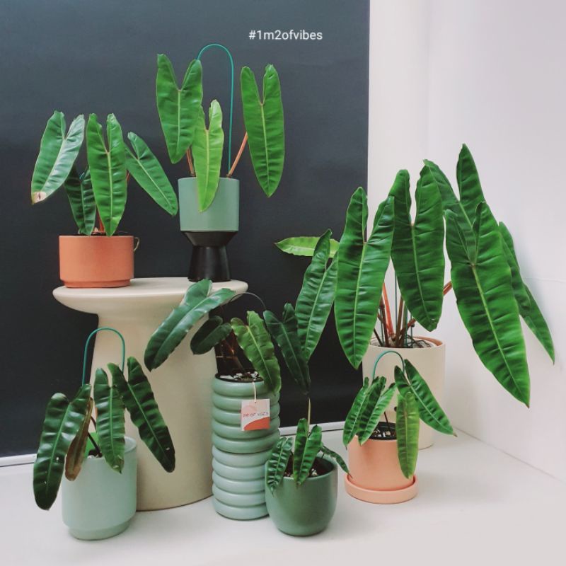 Chậu men xuất khẩu để bàn đa dạng mẫu - 1M2 OF VIBES