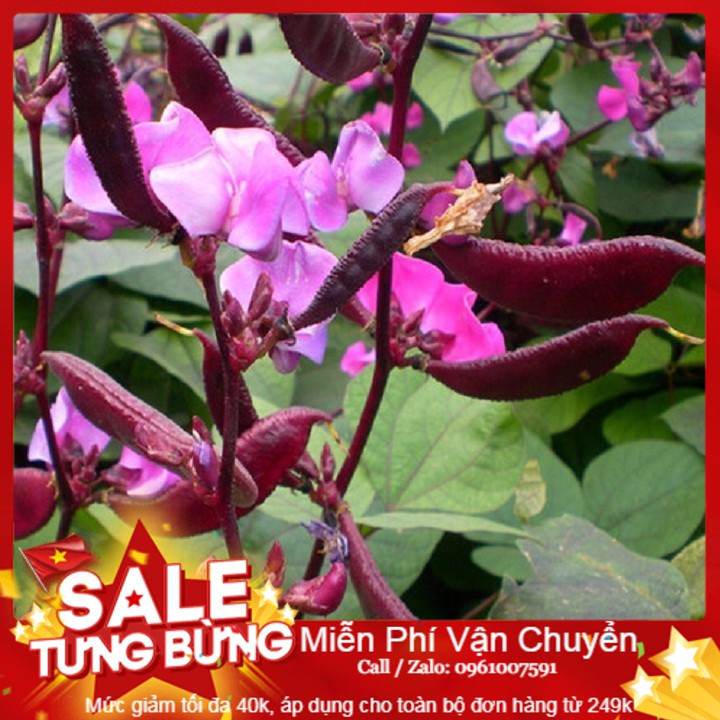 Hạt Giống Đậu Ván Tím - 10 Hạt