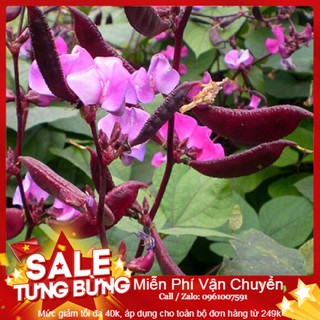 Hạt Giống Đậu Ván Tím - 10 Hạt