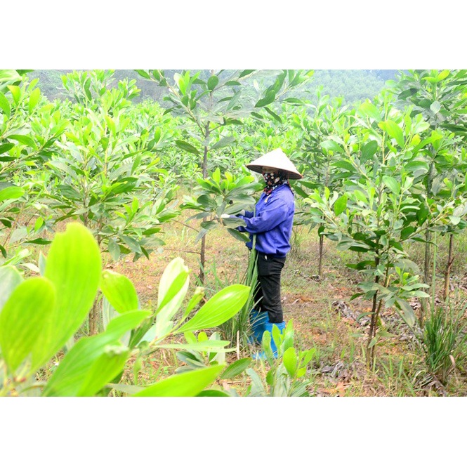 Hạt giống keo tai tượng - 1kg