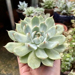 Sen đá bánh bao lửa