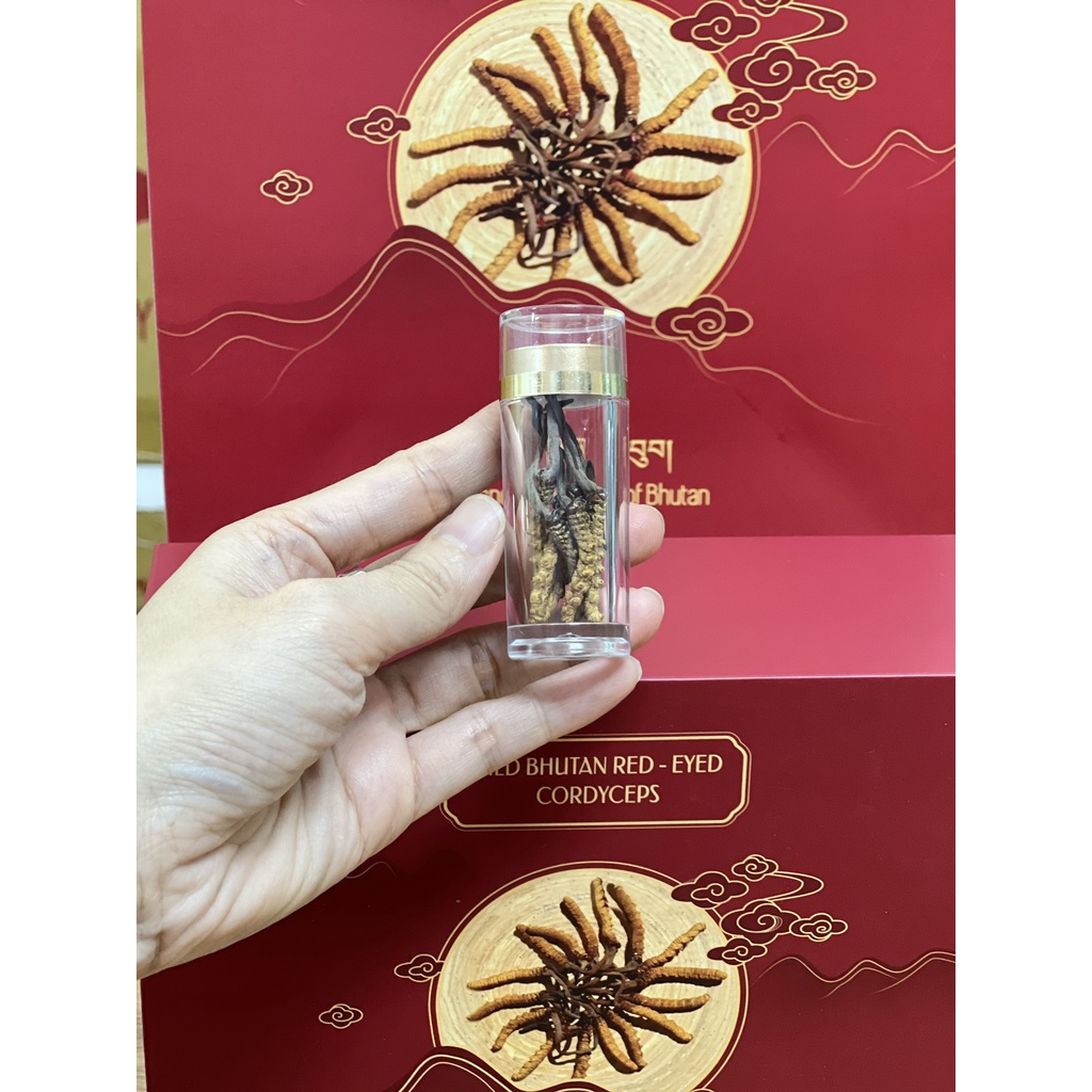 Đông Trùng Hạ Thảo Bhutan Nguyên Con Size C - Set 1gram