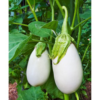 HẠT GIỐNG CÀ PHÁO, CÀ DĨA