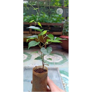 Cây lá giang(giá điều chỉnh tùy lúc cây nhỏ lớn hơn một ít)