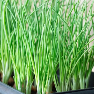 hạt giống hành lá 2gr/gói