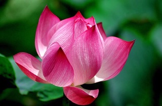 🌹Dầu hấp Lotus hoa sen 1000ml