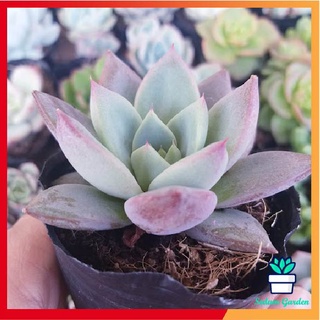 🌵freeship🌵sen đá mận đỏ