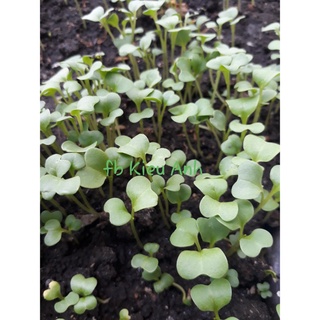 (GÍA SỈ) [Gói 20g] Hạt giống Cải bẹ xanh mỡ