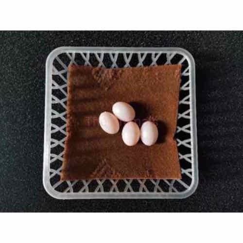 Rổ Đẻ Cho Chim Bồ Câu loại To Nhựa Dẻo Xịn 20x20 cm combo 10 Gia dụng Thành Luân