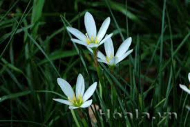 Củ huệ mưa màu trắng