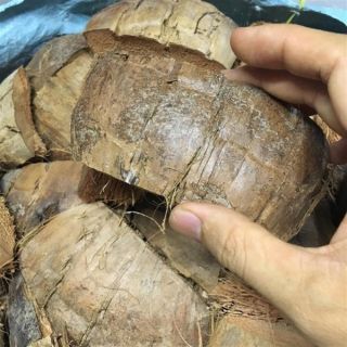 Vỏ dừa khô