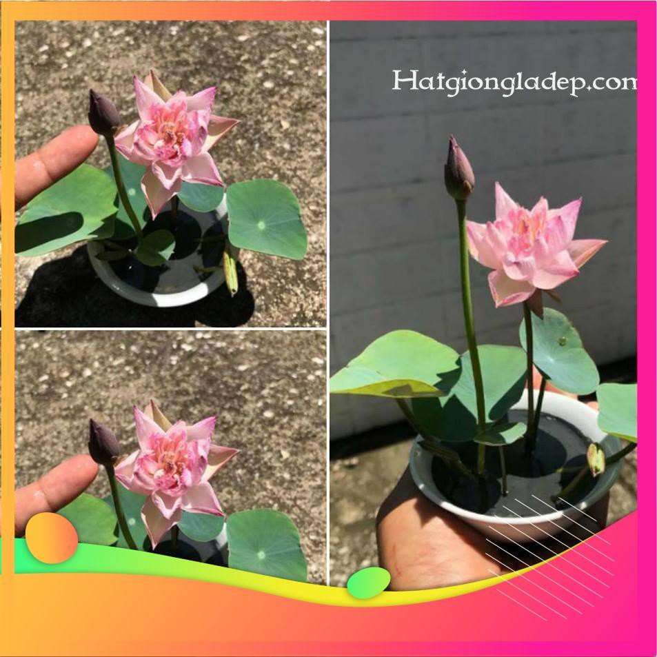 Hạt Giống Hoa Sen Nhật Mini-  VIETGAR