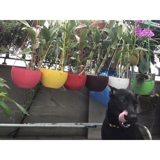 Combo 2 chậu treo đan mây bầu size 20 cm