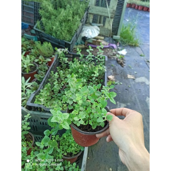 Cây oregano