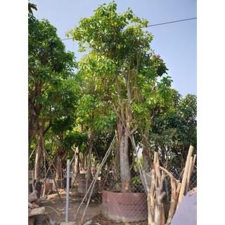 Cây 🌲 Lộc vừng đỏ cao 1m6