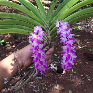 1 cây giống lan đuôi sóc hàng bóc rừng cây khỏe