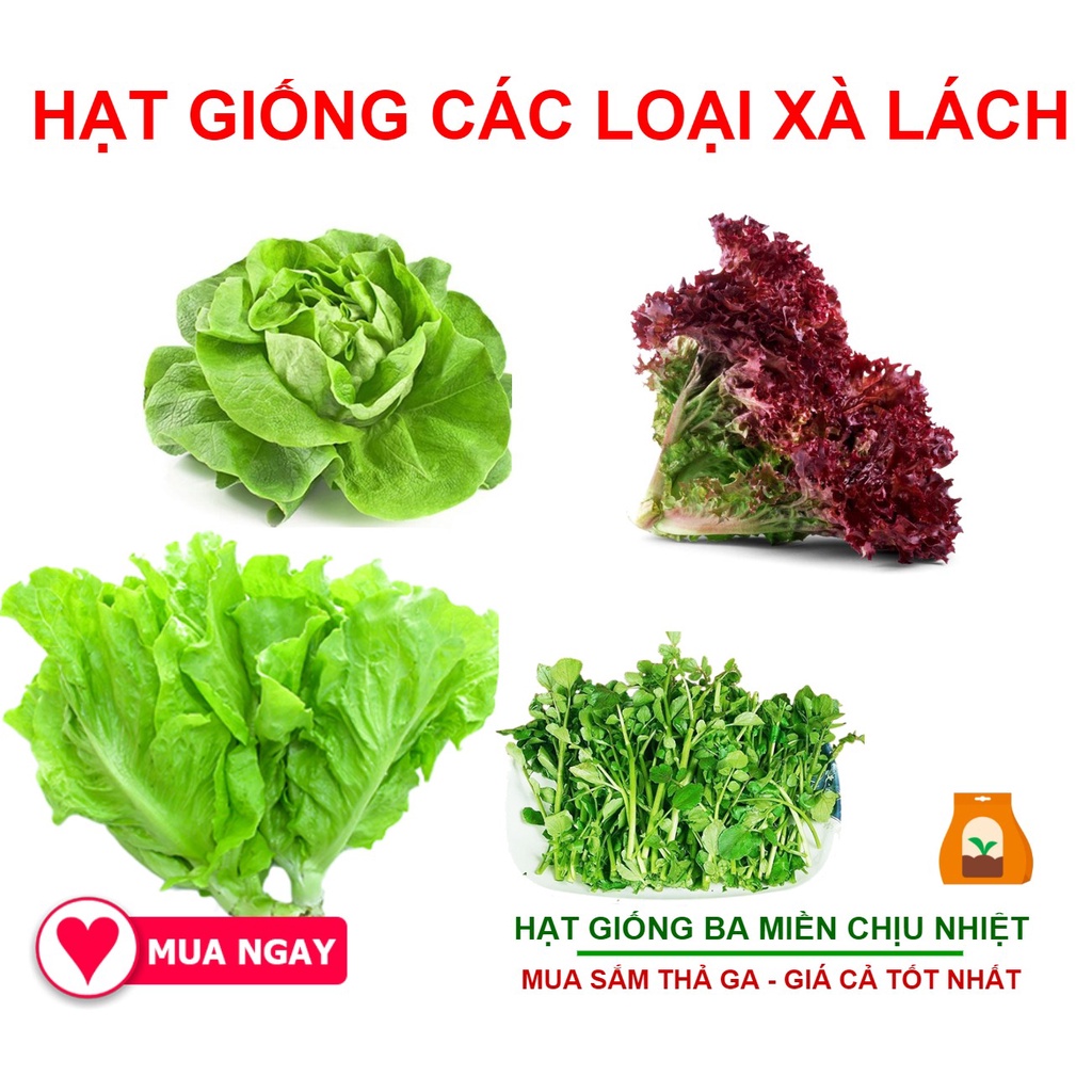 Combo 4 Loại Hạt Giống Xà Lách, Xà Lách Búp, Xà Lách Chịu Nhiệt, Xà Lách Tím, Xà Lách Xoong