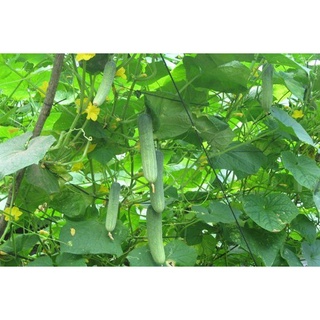 Hạt giống Dưa Leo TN - 15