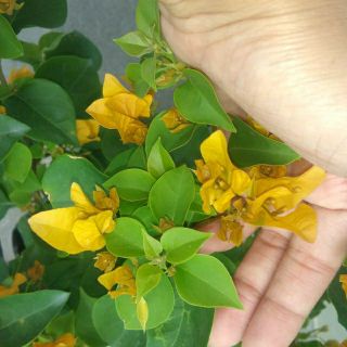 Hoa giấy vàng siêu bông