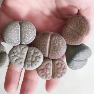 Combo 6 loại thạch lan, hoa hồng xanh greenovia, sen đá kim cương, xương rồng obesa