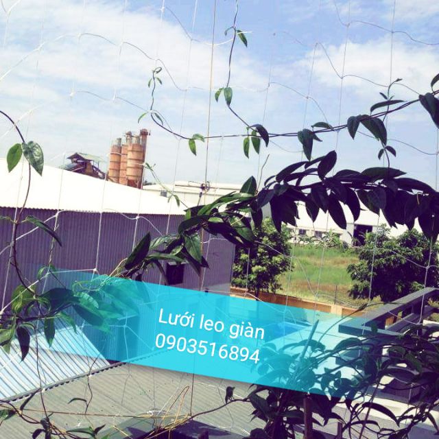 Lưới leo giàn Bách Nga 50m2