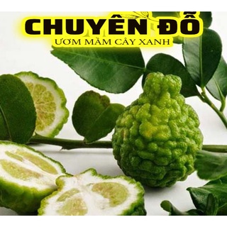 [CÓ SẴN]  Cây Chúc, Chanh thái, chanh lá số 8, chúc 7 núi 20cm