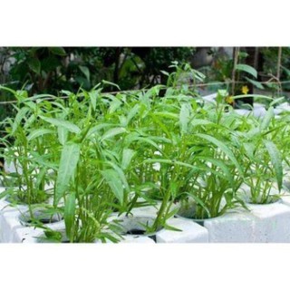 Hạt Giống Rau Muống Gói 500 Hạt (Gieo >25m2)- Tỉ Lệ Nảy Mầm Cao, Lên Đồng Đều, Lá Xanh, Ăn Ngon Ngọt