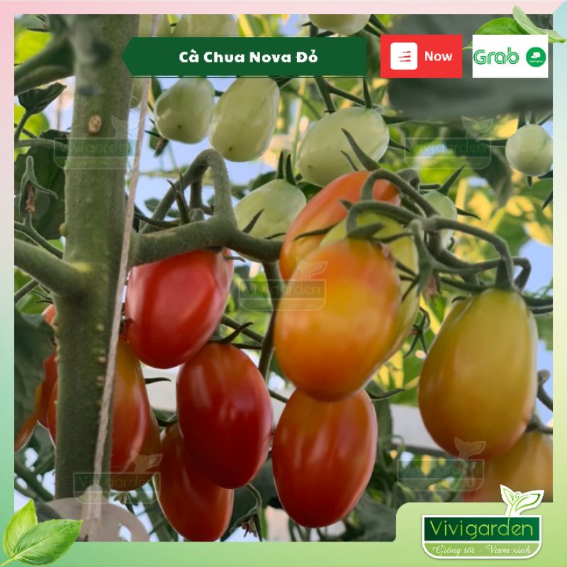 Hạt giống cà chua Nova đỏ siêu ngon, giống hữu cơ Johnny Seeds chịu nhiệt tốt ngọt ngào và đặc ruột