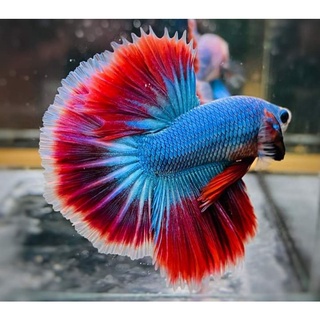 Betta Siêu Đẹp  1 em .Tặng Thức  ăn