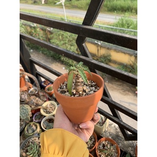 Cây hoa mặt trời