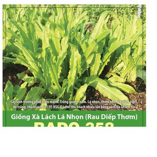 Hạt giống xà lách lá nhọn 10gr