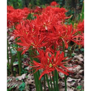 Combo 5 củ Bỉ Ngạn Lai Lycoris