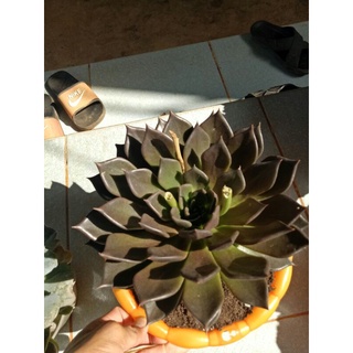 Sen Đá Nâu gốc thụ size đại