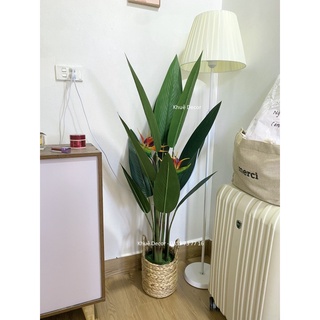 Cây Thiên điểu cao 1m2