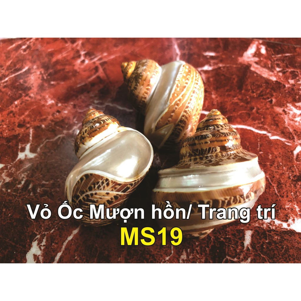 Vỏ Ốc mượn hồn đẹp - Ốc mượn hồn nhập khẩu Indo (Vỏ xà cừ Ốc mượn hồn cao cấp)