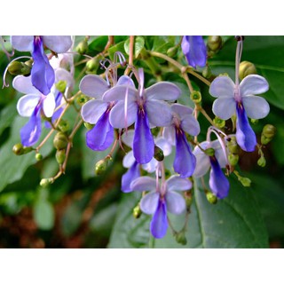 Cây Hoa Thanh Điệp