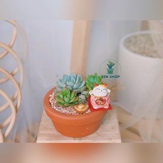 chậu đất nung 14 cm.