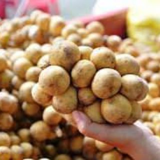 Cây giống bòn bon